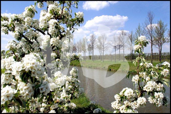 Appelbloessem in Schuytgraaf   vvbvanbree  2304
