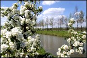 Appelbloessem in Schuytgraaf   vvbvanbree  2304