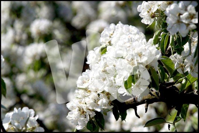 Appelbloessem in Schuytgraaf   vvbvanbree  2305