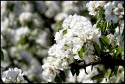 Appelbloessem in Schuytgraaf   vvbvanbree  2305