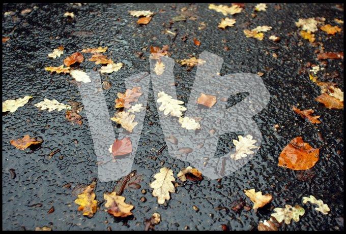 herfstbladeren vvbvanbree 