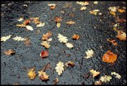 herfstbladeren vvbvanbree 
