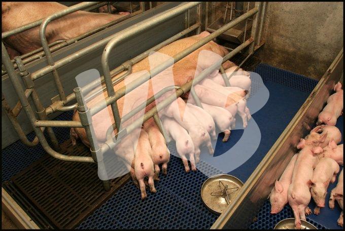 Varkens stal   vvbvanbree  2288