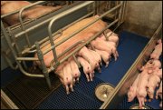 Varkens stal   vvbvanbree  2288