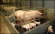 Varkens stal   vvbvanbree  2289