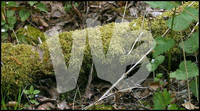Waterloopbos  vvbvanbree  2309