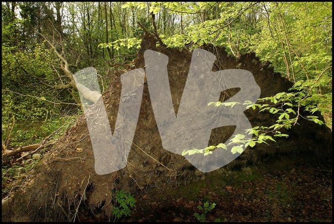 Waterloopbos  vvbvanbree  2310