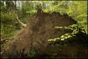 Waterloopbos  vvbvanbree  2310