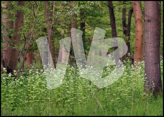 Waterloopbos  vvbvanbree  2311