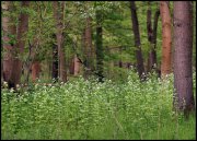 Waterloopbos  vvbvanbree  2311