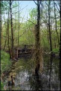 Waterloopbos  vvbvanbree  2324