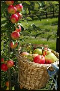Appels in boomgaard vvbvanbree  6896