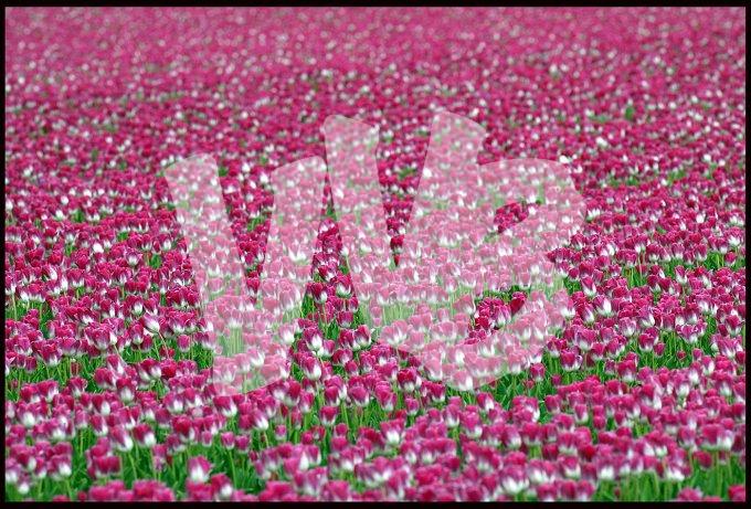 Tulpenveld vvbvanbree  6894