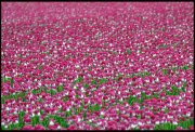 Tulpenveld vvbvanbree  6894