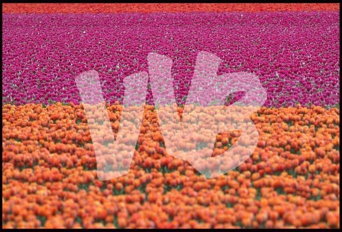 Tulpenveld vvbvanbree  6895