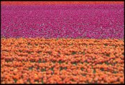 Tulpenveld vvbvanbree  6895