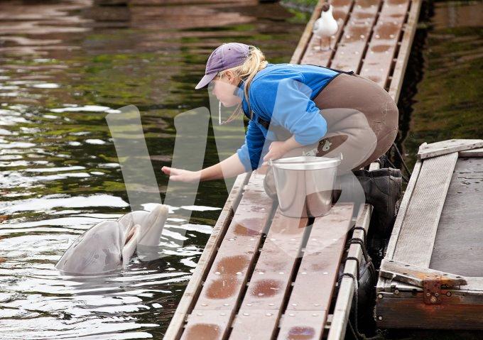 vvbvanbree dolfinarium 7260
