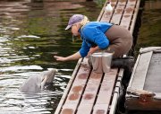 vvbvanbree dolfinarium 7260