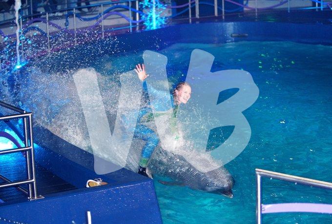 vvbvanbree dolfinarium 7261