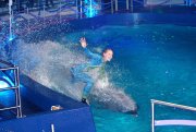 vvbvanbree dolfinarium 7261