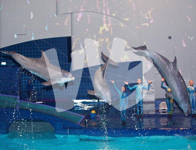 vvbvanbree dolfinarium 7262