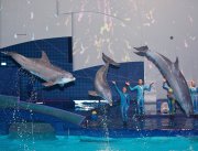 vvbvanbree dolfinarium 7262