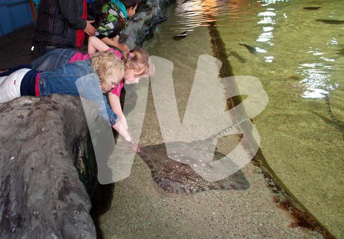 vvbvanbree dolfinarium 7263