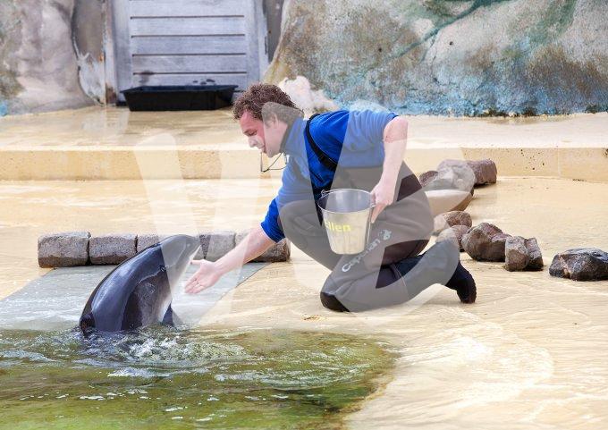 vvbvanbree dolfinarium 7265