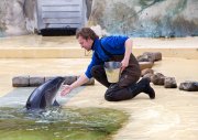 vvbvanbree dolfinarium 7265
