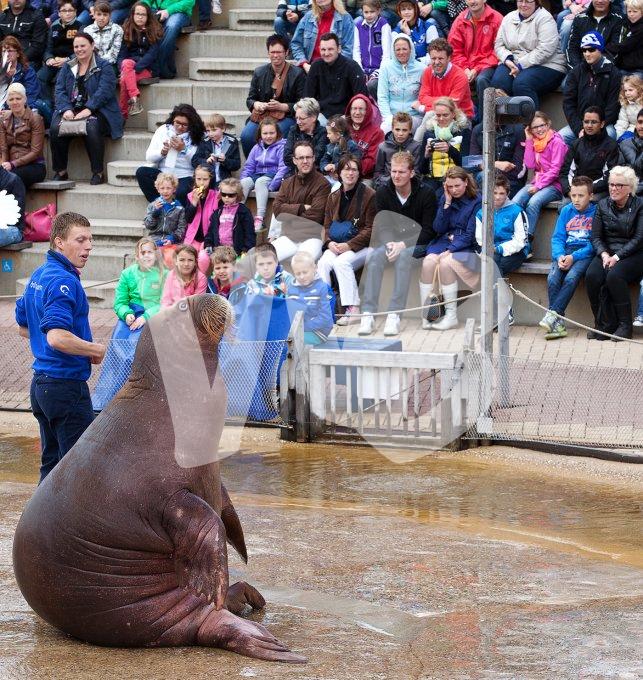 vvbvanbree dolfinarium 7266