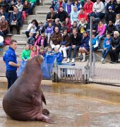 vvbvanbree dolfinarium 7266