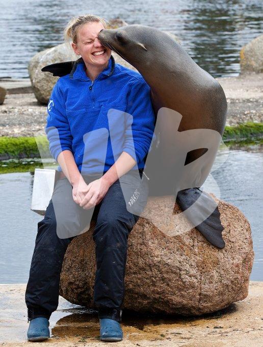 vvbvanbree dolfinarium 7267