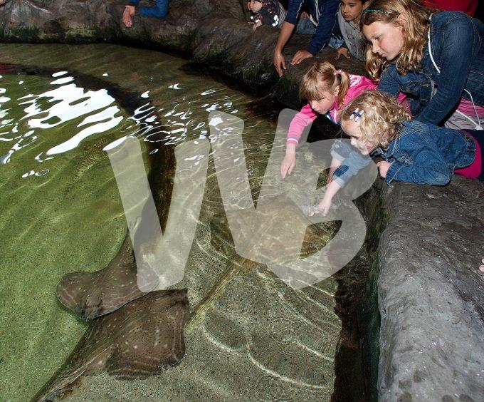 vvbvanbree dolfinarium 7268