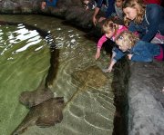 vvbvanbree dolfinarium 7268