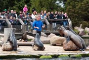 vvbvanbree dolfinarium 7269