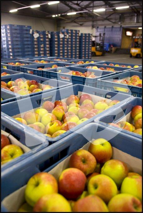 vvbvanbree fruitmasters fruitveiling    7586