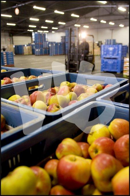 vvbvanbree fruitmasters fruitveiling    7587