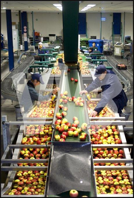 vvbvanbree fruitmasters fruitveiling    7597