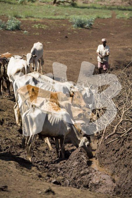 vvbvanbree ethiopie  2612  kopiëren