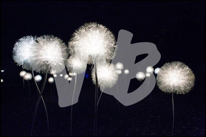 vvbvanbree Glow Eindhoven DV4C7311