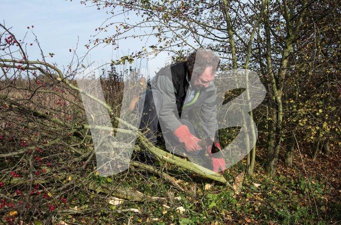 vvbvanbree heggenvlechten -3540