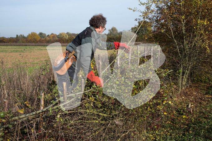 vvbvanbree heggenvlechten -3789
