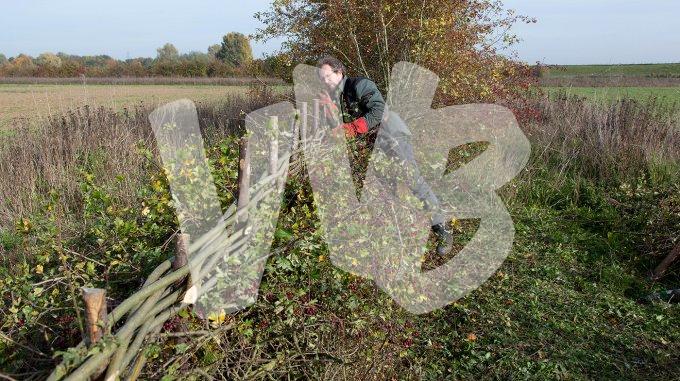 vvbvanbree heggenvlechten -3889