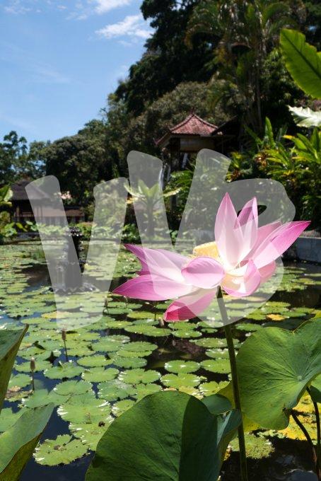 vvbvanbree Bali    8049