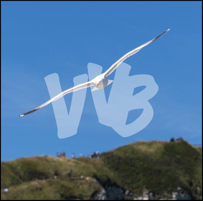 vvbvanbree Etretat      684