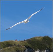 vvbvanbree Etretat      684