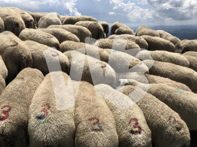 vvbvanbree schapen764 