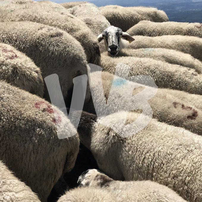 vvbvanbree schapen765 