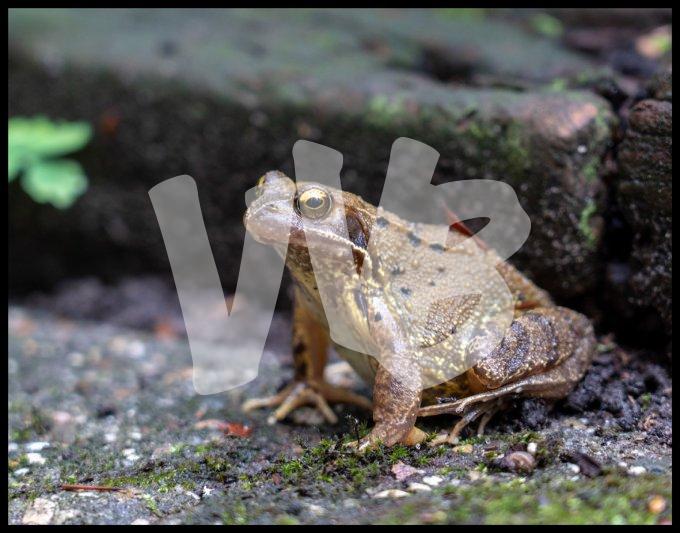 vvbvanbree kikker _DSC0588 