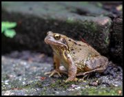 vvbvanbree kikker _DSC0588 